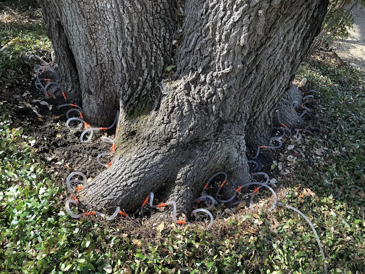Detailed Tree Cabling and Bracing job site in Park Hill