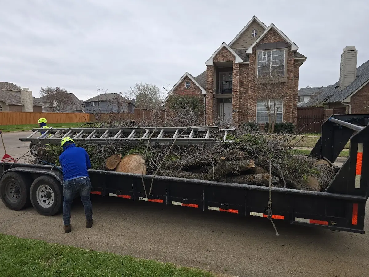 Expert Crown Reduction with proper safety equipment in Park Hill